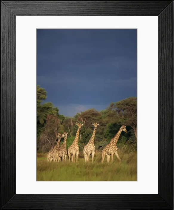 Framed Print : Small group of southern giraffe (Giraffa camelopardalis) Framed Print : Small group of southern giraffe (Giraffa camelopardalis)