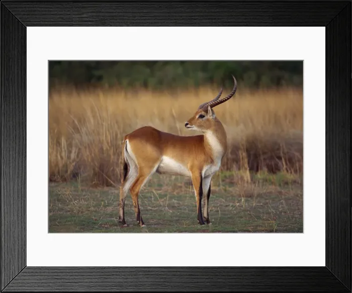 Framed Print : Close-up of a red lechwe (Kobus leche) Framed Print : Close-up of a red lechwe (Kobus leche)