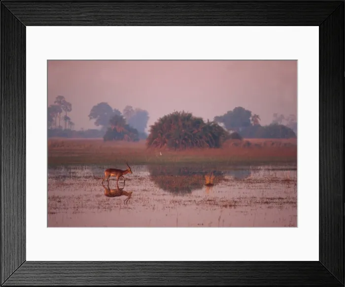 Framed Print : Tranquil scene of a single red lechwe