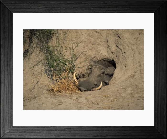 Framed Print : Close-up of the head of a warthog (Phacochoerus africanus) Framed Print : Close-up of the head of a warthog (Phacochoerus africanus)