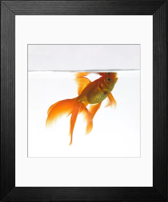 Framed Print : Goldfish swimming just below the surface Framed Print : Goldfish swimming just below the surface