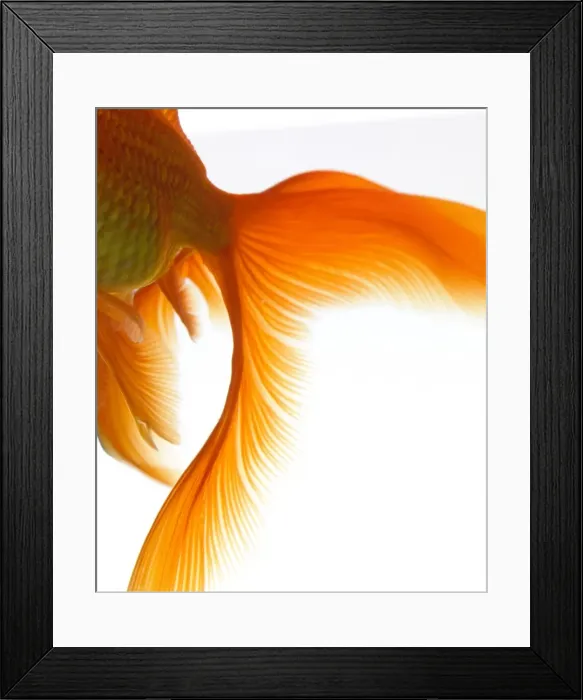 Framed Print : Close-up of goldfish tail Framed Print : Close-up of goldfish tail