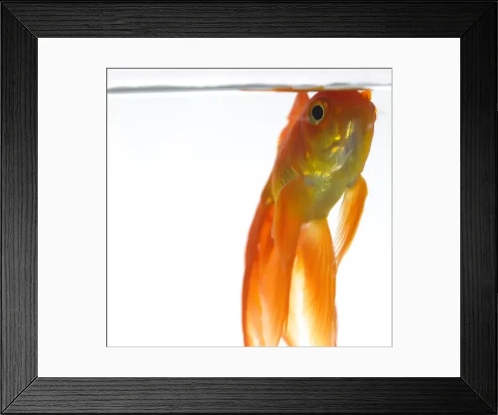 Framed Print : Goldfish just below surface of the water Framed Print : Goldfish just below surface of the water