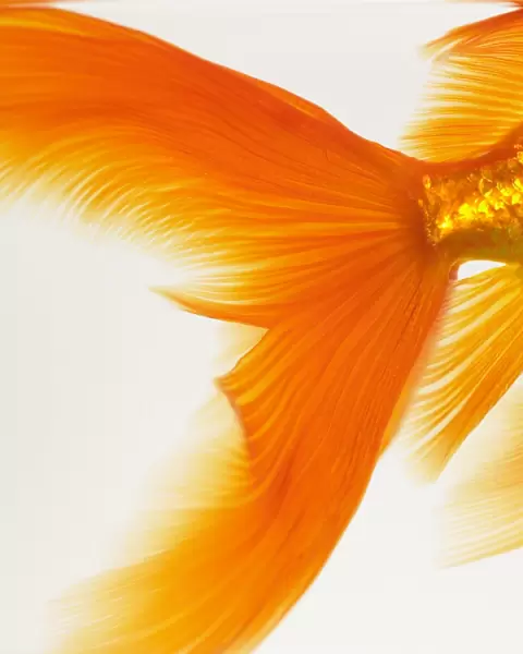 Close-up of a goldfish tail