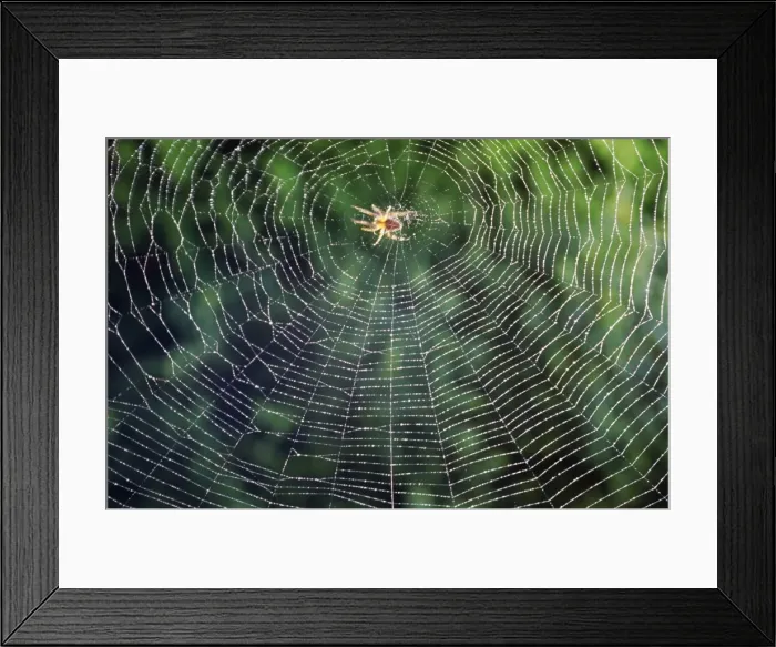 Framed Print : Spider in the centre of its web Framed Print : Spider in the centre of its web