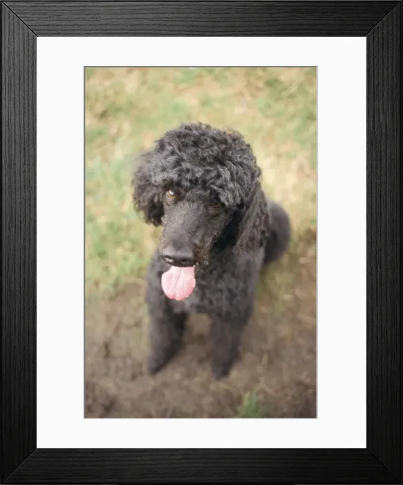 Framed Print : Standard poodle Framed Print : Standard poodle