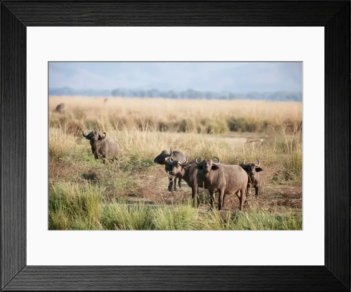 Framed Print : African buffalos Framed Print : African buffalos