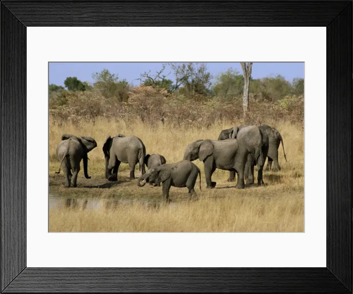 Framed Print : African elephant drinking at waterhole Framed Print : African elephant drinking at waterhole