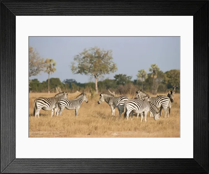 Framed Print : Zebras, Hwange National Park Framed Print : Zebras, Hwange National Park
