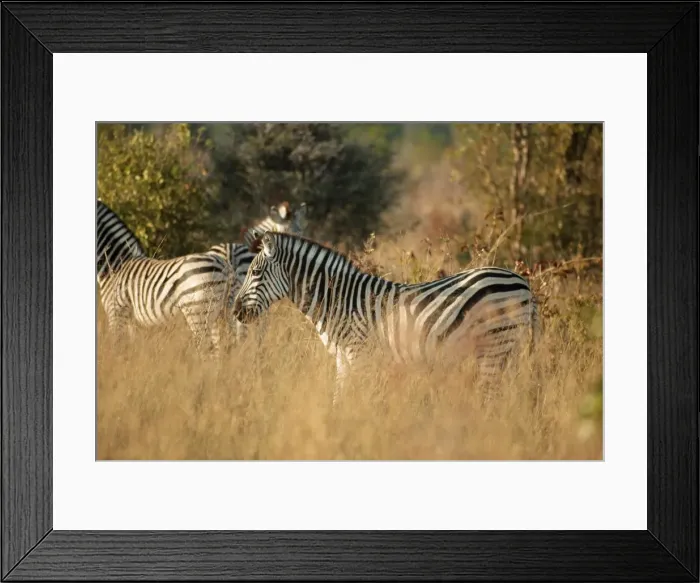 Framed Print : Zebras, Hwange National Park Framed Print : Zebras, Hwange National Park