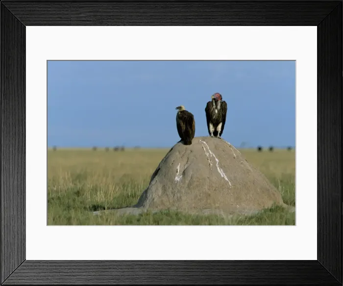 Framed Print : Lappetfaced and whitebacked vultures Framed Print : Lappetfaced and whitebacked vultures
