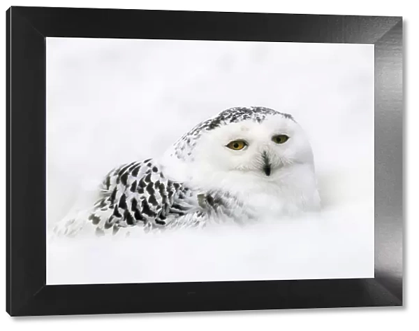 Snowy Owl (Nictea scandiaca)