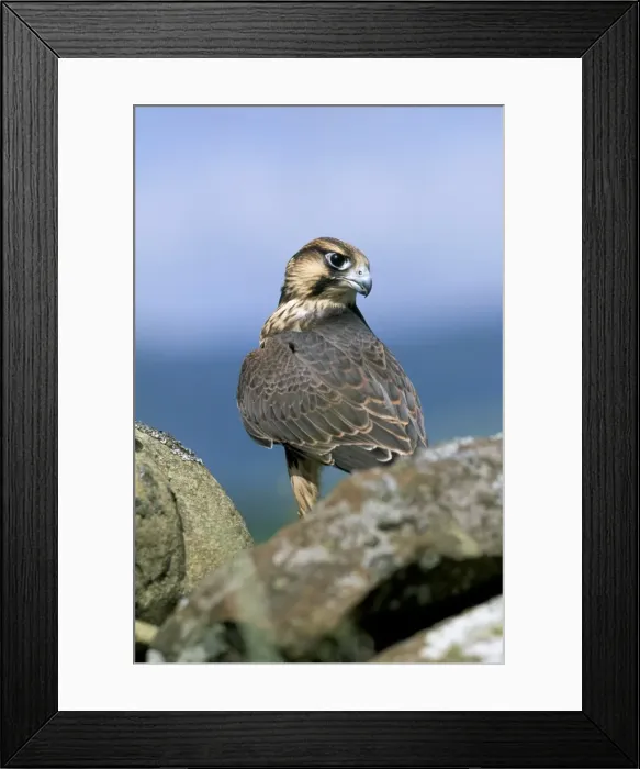 Framed Print : Captive peregrine (Falco peregrinus) Framed Print : Captive peregrine (Falco peregrinus)