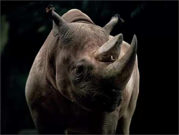 Black rhinoceros (rhino)