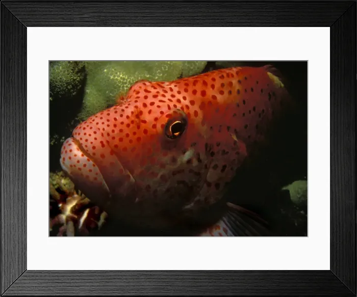 Framed Print : Close-up of large orange fish underwater Framed Print : Close-up of large orange fish underwater