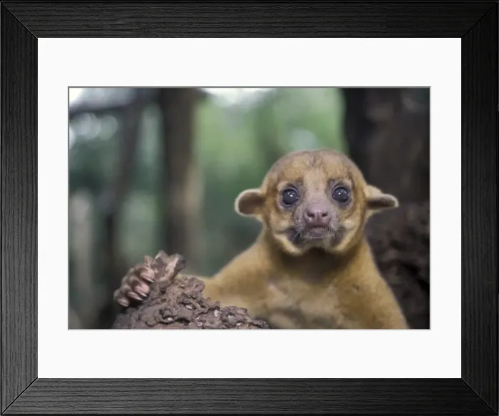 Framed Print : Kingkaju, Belize Framed Print : Kingkaju, Belize