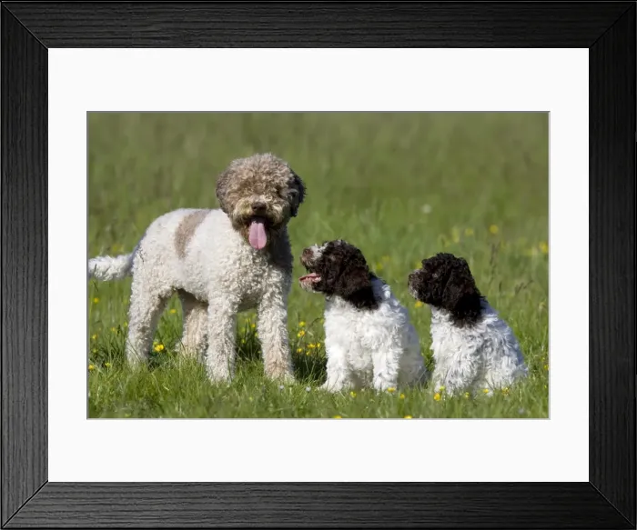 Framed Print : Dog and two puppies Framed Print : Dog and two puppies