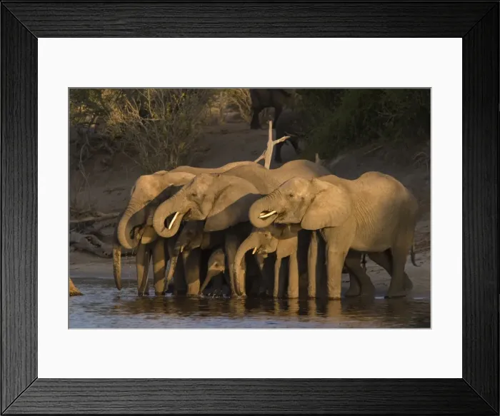 Framed Print : African elephant Framed Print : African elephant