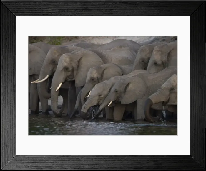 Framed Print : African elephant Framed Print : African elephant