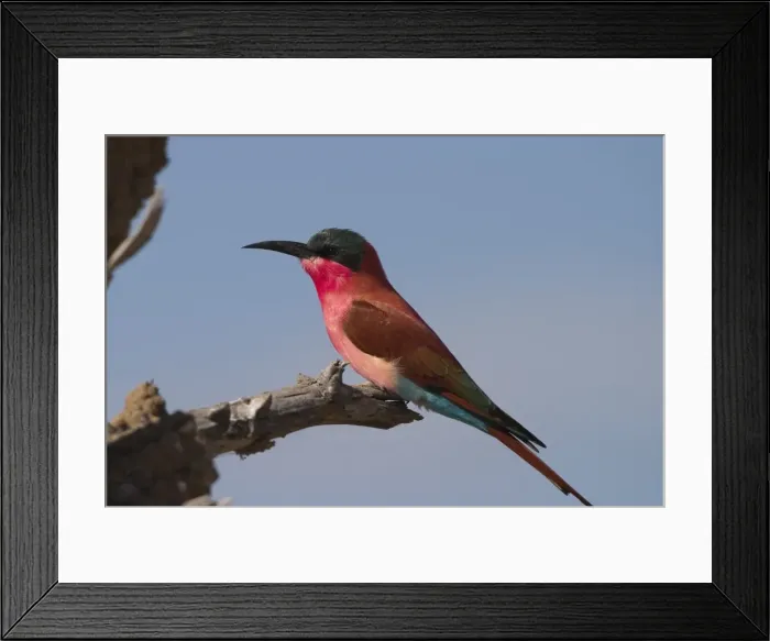 Framed Print : Carmine bee-eater Framed Print : Carmine bee-eater