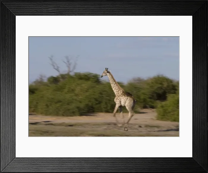 Framed Print : Giraffe, Giraffa camelopardalis Framed Print : Giraffe, Giraffa camelopardalis