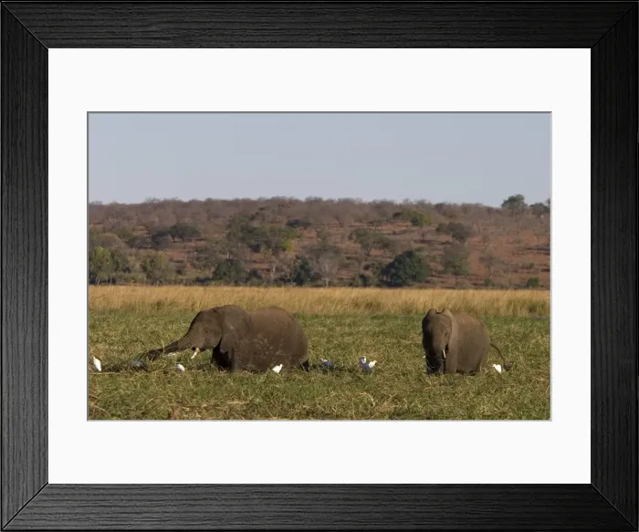 Framed Print : African elephant Framed Print : African elephant