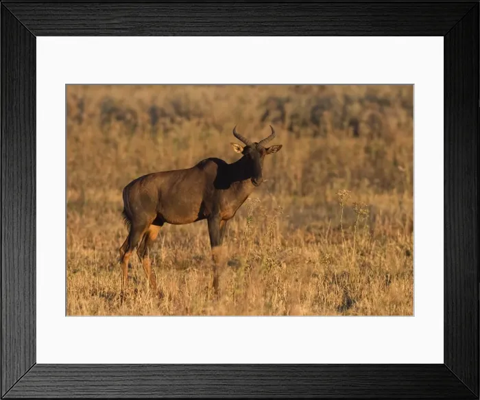 Framed Print : Topi, Tsessebe Framed Print : Topi, Tsessebe