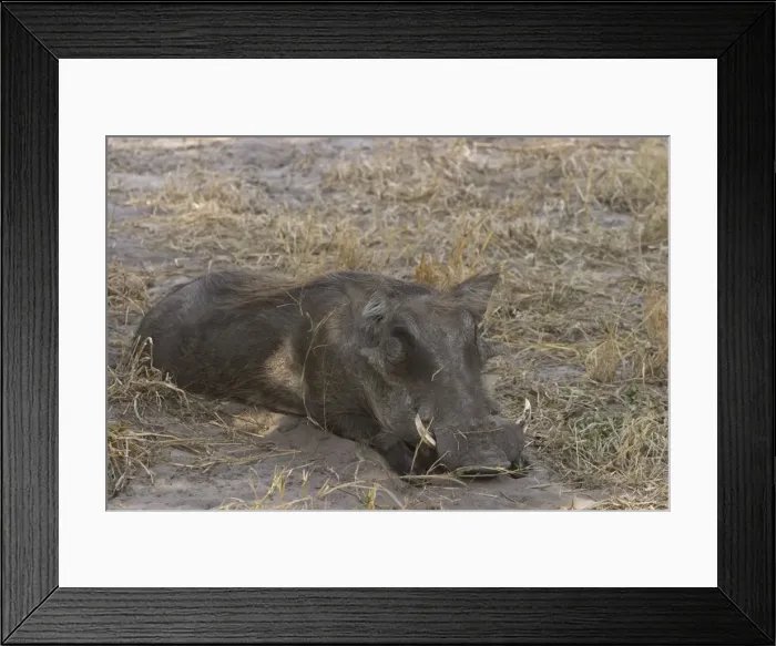 Framed Print : Warthog, Phacochoerus africanus Framed Print : Warthog, Phacochoerus africanus