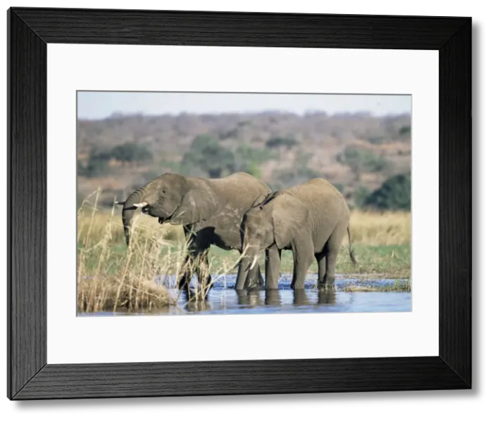 Framed Print : African elephant (Loxodonta africana) Framed Print : African elephant (Loxodonta africana)