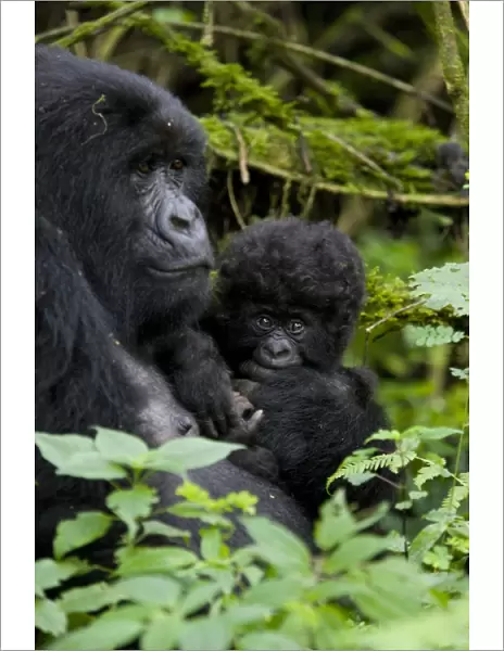 Mountain gorilla (Gorilla gorilla beringei) with her baby