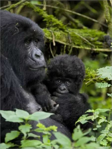 Mountain gorilla (Gorilla gorilla beringei) with her baby