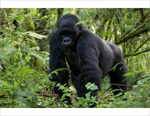 Mountain gorilla (Gorilla gorilla beringei)