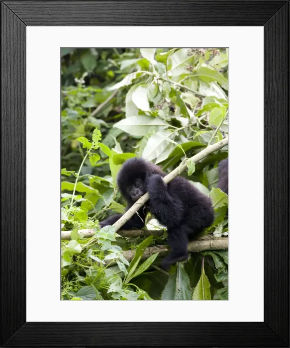 Framed Print : Young mountain gorilla (Gorilla gorilla beringei) Framed Print : Young mountain gorilla (Gorilla gorilla beringei)