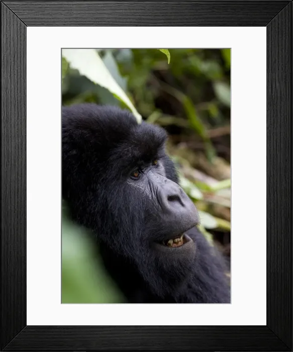 Framed Print : Mountain gorilla (Gorilla gorilla beringei) Framed Print : Mountain gorilla (Gorilla gorilla beringei)