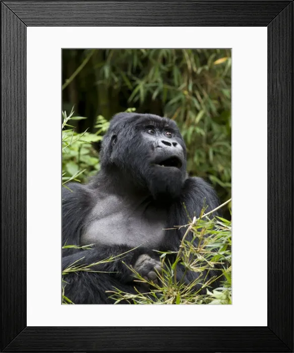 Framed Print : Silverback Framed Print : Silverback