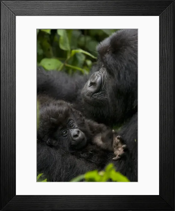 Framed Print : Mountain gorilla (Gorilla gorilla beringei) with her young baby Framed Print : Mountain gorilla (Gorilla gorilla beringei) with her young baby