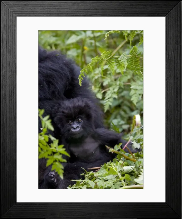 Framed Print : Baby mountain gorilla (Gorilla gorilla beringei) eating leaves Framed Print : Baby mountain gorilla (Gorilla gorilla beringei) eating leaves
