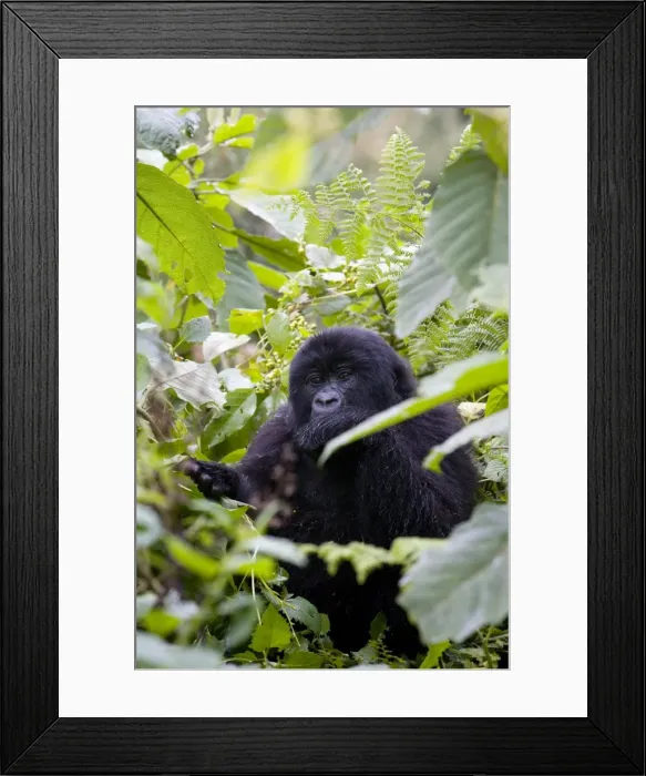 Framed Print : Mountain gorilla (Gorilla gorilla beringei) eating leaves Framed Print : Mountain gorilla (Gorilla gorilla beringei) eating leaves