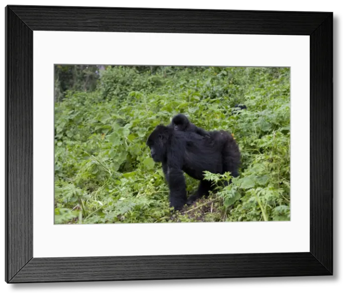 Framed Print : Mountain gorilla Framed Print : Mountain gorilla