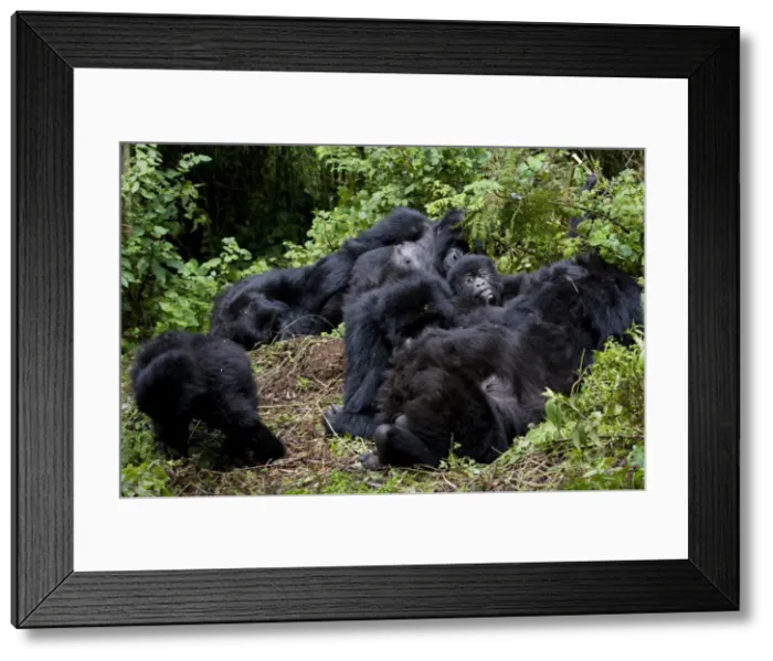 Framed Print : Mountain gorilla group (Gorilla gorilla beringei) Framed Print : Mountain gorilla group (Gorilla gorilla beringei)