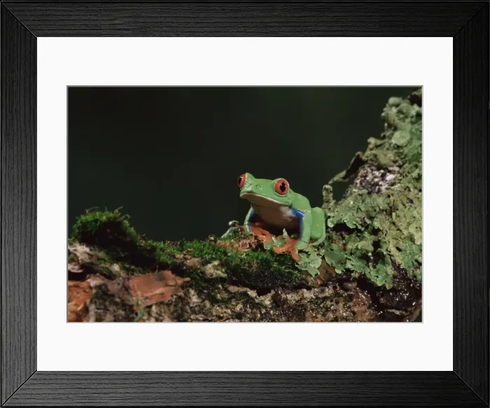 Framed Print : Red eye treefrog (Agalychnis callidryas) Framed Print : Red eye treefrog (Agalychnis callidryas)
