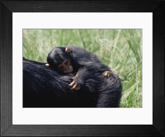 Framed Print : Chimpanzee (Pan troglodytes) infant in captivity Framed Print : Chimpanzee (Pan troglodytes) infant in captivity