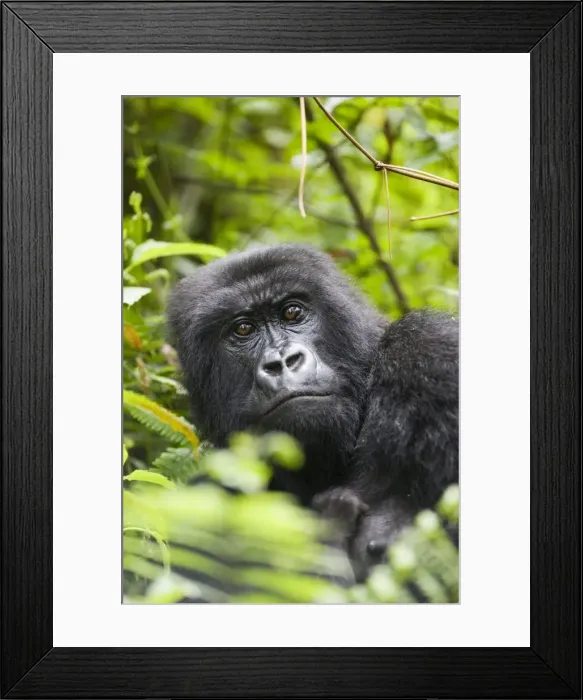 Framed Print : Adult female mountain gorilla (Gorilla gorilla beringei) Framed Print : Adult female mountain gorilla (Gorilla gorilla beringei)