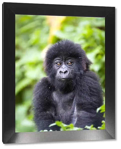 Infant mountain gorilla (Gorilla gorilla beringei)