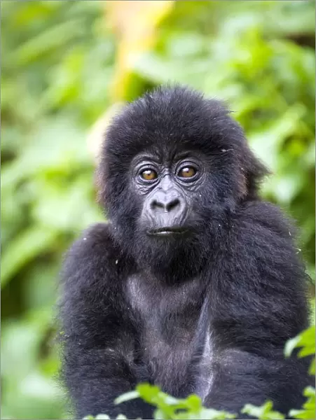 Infant mountain gorilla (Gorilla gorilla beringei)