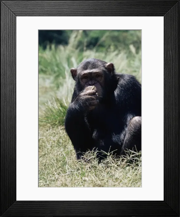 Framed Print : Chimpanzee (Pan troglodytes) in captivity Framed Print : Chimpanzee (Pan troglodytes) in captivity