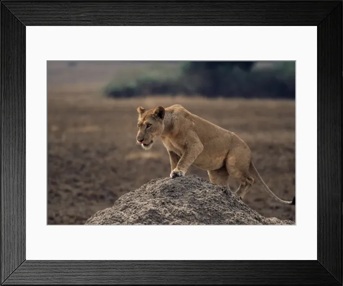 Framed Print : Lion (Panthera leo) on termite mound Framed Print : Lion (Panthera leo) on termite mound