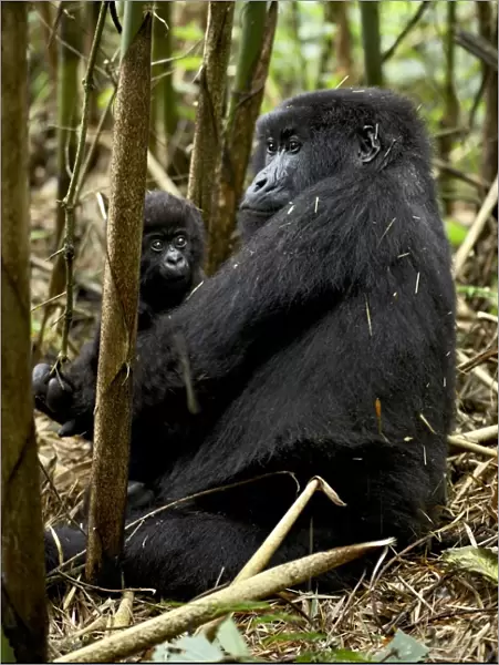 Mountain gorilla mother holding infant facing her