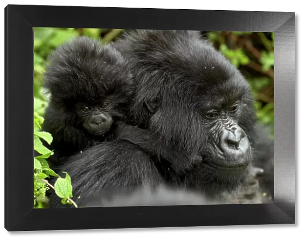 Infant mountain gorilla