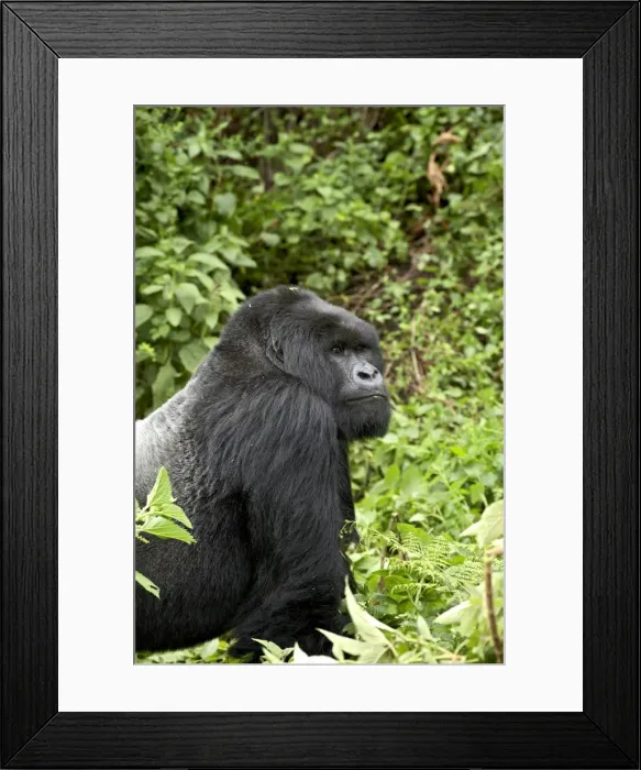 Framed Print : Silverback mountain gorilla Framed Print : Silverback mountain gorilla